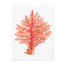 CARTÃO POSTAL SEALIFE "SEACORAL"