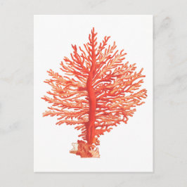 CARTÃO POSTAL SEALIFE "SEACORAL"