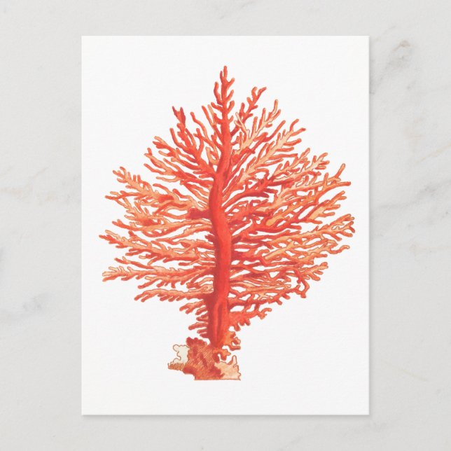 CARTÃO POSTAL SEALIFE "SEACORAL" (Frente)