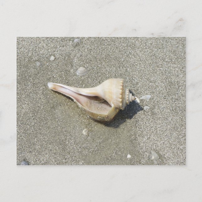Cartão Postal Seashell (Frente)