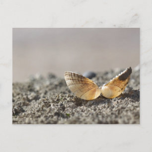 Cartão postal Seashell