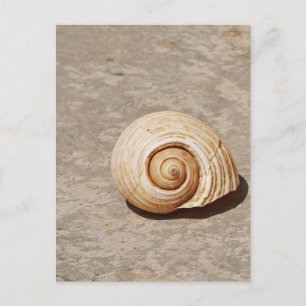 Cartão Postal SeaShell