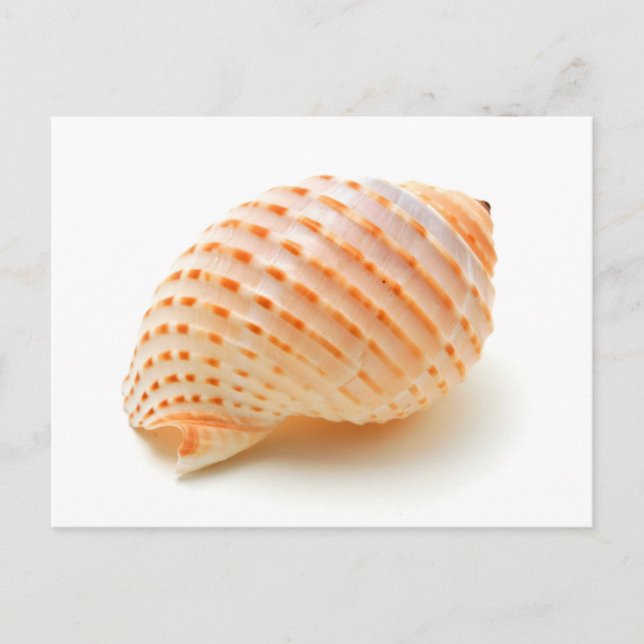 Cartão Postal Seashell (Frente)