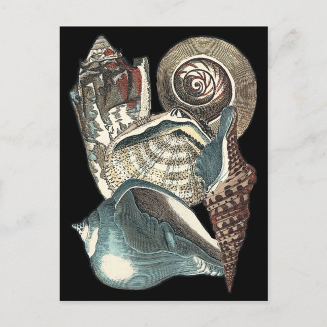 Cartão Postal Seashell Anthology (Frente)