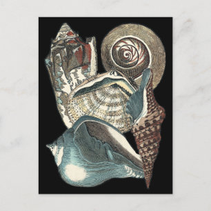 Cartão Postal Seashell Anthology