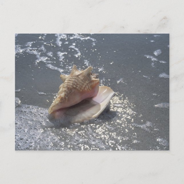 Cartão Postal Seashell Na Praia | Sanibel Island, Florida (Frente)