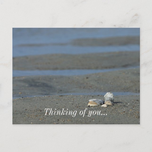 Cartão Postal Seashell Pile (Frente)