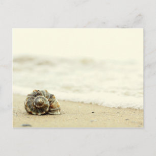 Cartão Postal Seashell Sozinha Em Praia