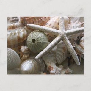 Cartão postal Seashells