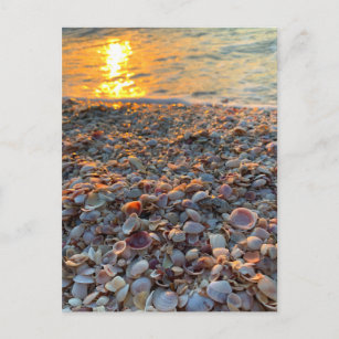 Cartão Postal Seashells Beach Sunset Clearwater Florida Foto