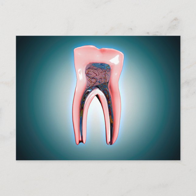 Cartão Postal Seção Cruzada De Um Dente Humano (Frente)