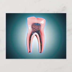 Cartão Postal Seção Cruzada De Um Dente Humano