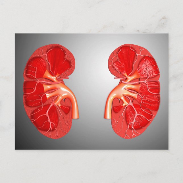 Cartão Postal Seção Cruzada Do Rim Humano (Frente)