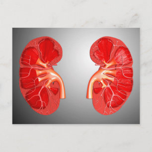 Cartão Postal Seção Cruzada Do Rim Humano