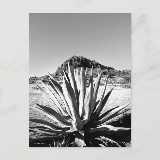 Cartão Postal Século em Fort Davis (Frente)