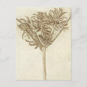 Cartão Postal Sedge.jpg por Leonardo da Vinci