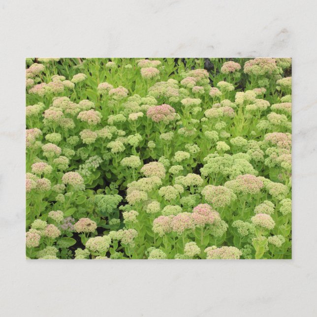 Cartão Postal Sedum Autumn Joy (Frente)