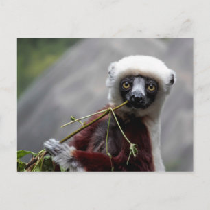 Cartão Postal Sefaka Lemur Wildlife Animal Photo