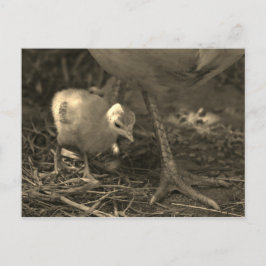 Cartão Postal Seguimento nas etapas de Mãe - Cartão-postal