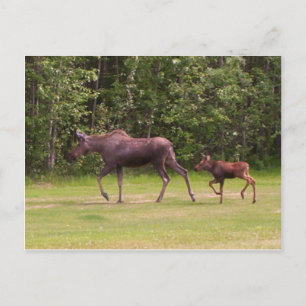 Cartão Postal Seguindo as pegadas da mamãe