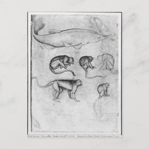 Cartão Postal Seis macacos e um Sturgeon