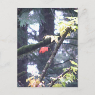 Cartão Postal Seja você mesmo