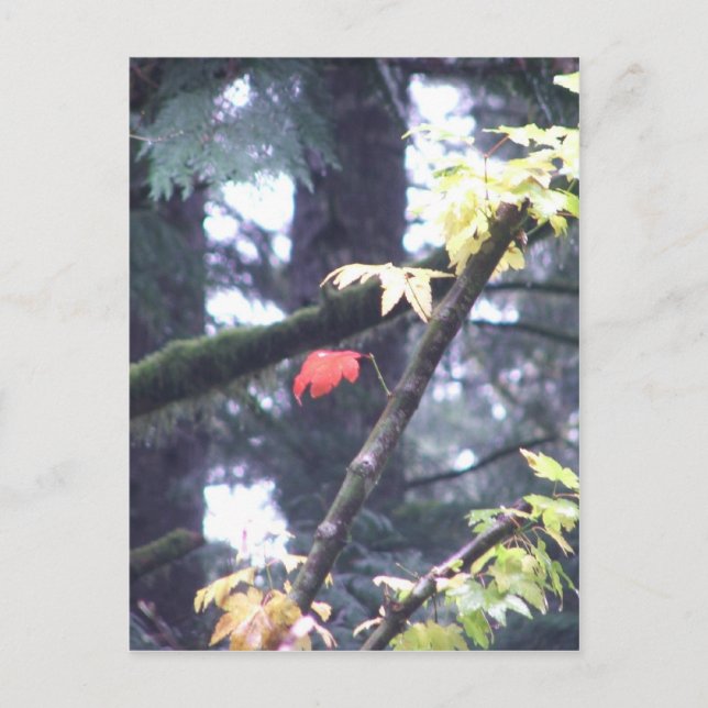 Cartão Postal Seja você mesmo (Frente)