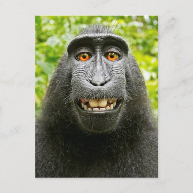 Cartão Postal Selfie de Macaco (Frente)