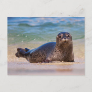Cartão Postal Selo de porto do bebê na água