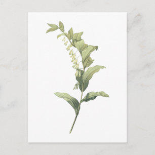 Cartão Postal Selo de Salomão (Polygonatum multiflorum) por Redo