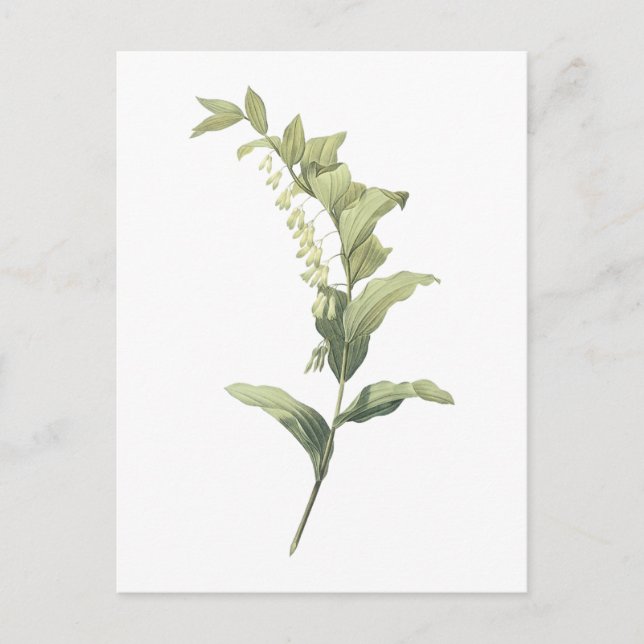 Cartão Postal Selo de Salomão (Polygonatum multiflorum) por Redo (Frente)