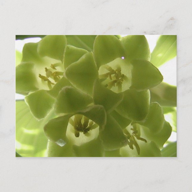 Cartão Postal selo de solomon (Frente)