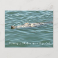 Selo flutuando de costas no cais do cártamo em Cab