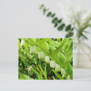 Cartão Postal Selo Solomons