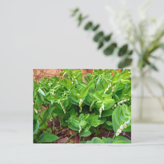 Cartão Postal Selo Solomons (Em pé/Frente)