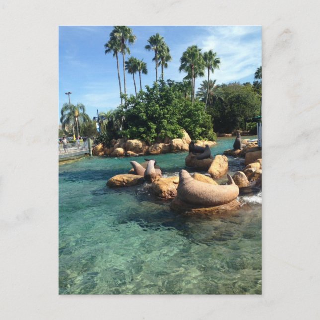 Cartão Postal Selos e Leões do Mar (Frente)