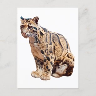 Cartão Postal selva de grande gato com fotografia-leopardo nubla