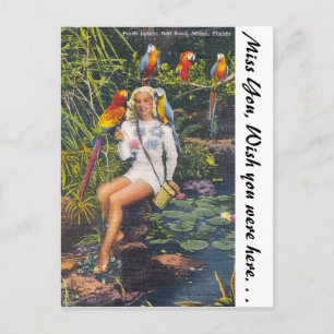 Cartão Postal Selva de papagaio, Miami, Flórida