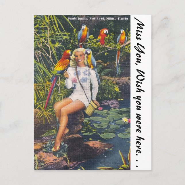 Cartão Postal Selva de papagaio, Miami, Flórida (Frente)