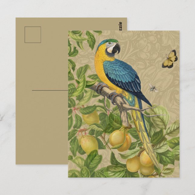 Cartão Postal Selva Tropical Amarela Macaw Antiguidade (Frente/Verso)