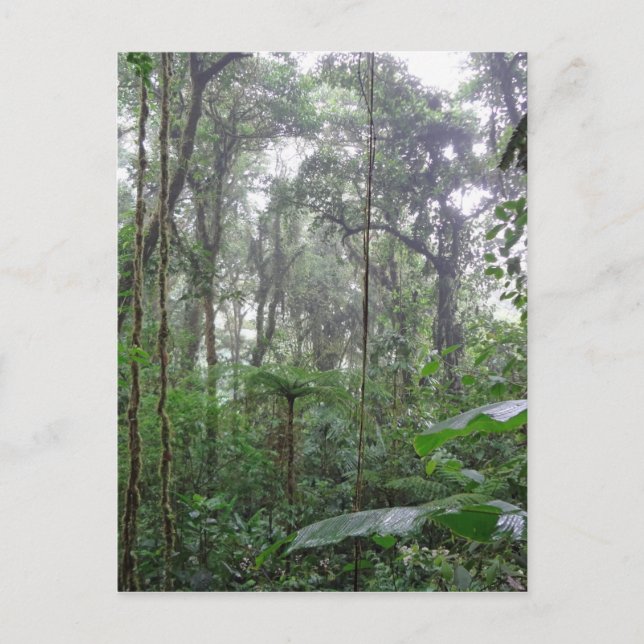 Cartão Postal selva verde (Frente)