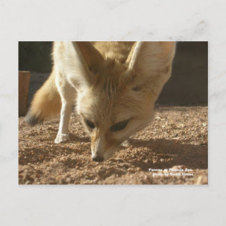 Cartão postal selvagem - Fennec