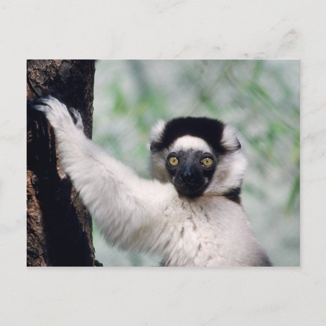 Cartão Postal Selvagens - Primatas 12 (Frente)