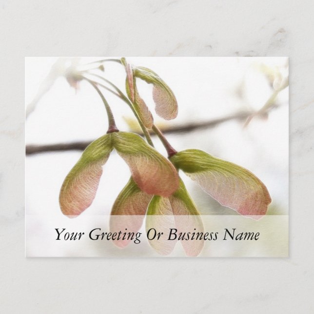 Cartão Postal Sementes Aladas de Bordo (Frente)