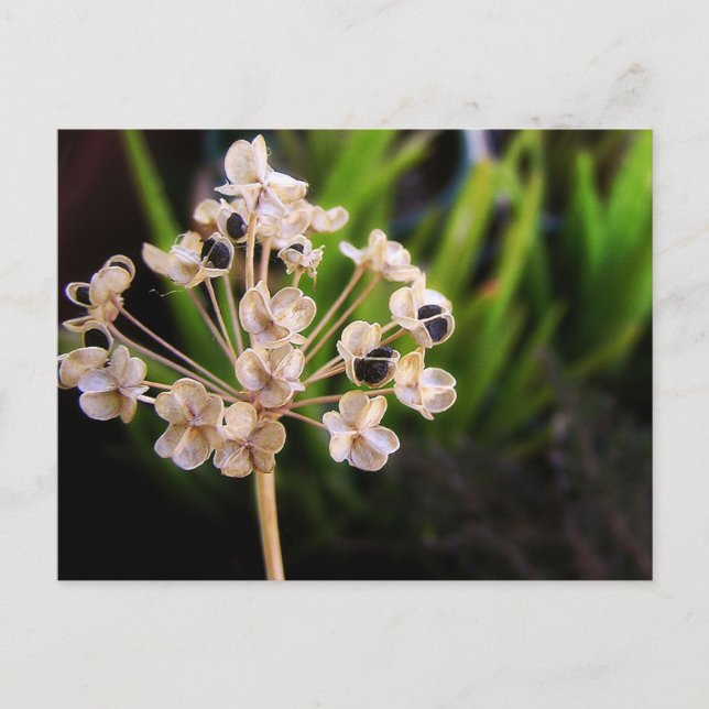 Cartão postal Sementes da Natureza (Frente)