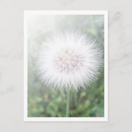 Cartão Postal Sementes de Dandelioness