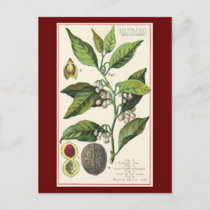 Cartão Postal Sementes De Frutas De Plantas Vintage Nutmeg, Plan