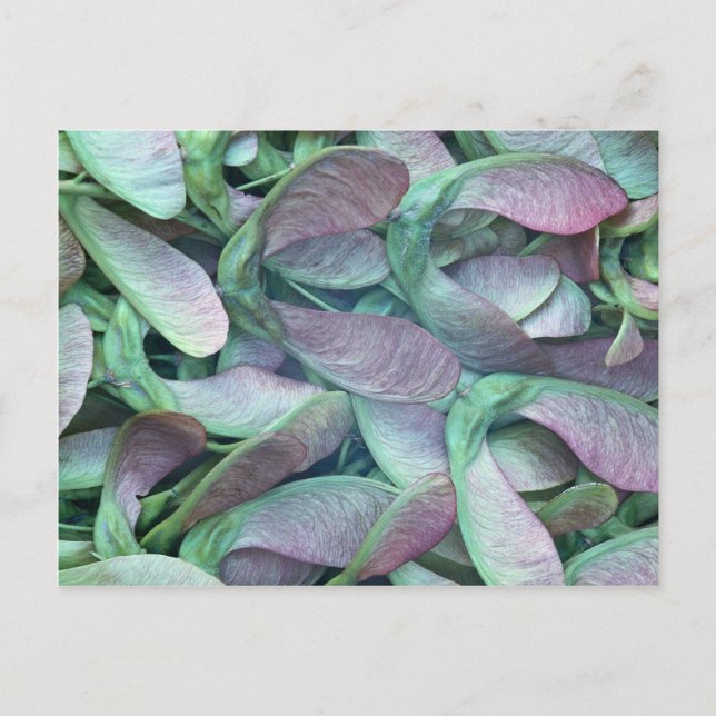 Cartão Postal Sementes de plátano (Frente)