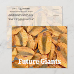 Cartão Postal Sementes de Sequoia Gigante