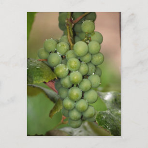 Cartão Postal Sêneca Uvas